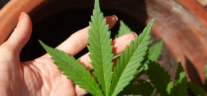 Marijuana 