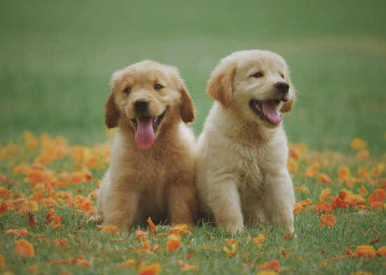 pups