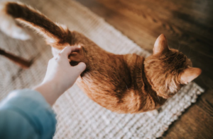 cat fur