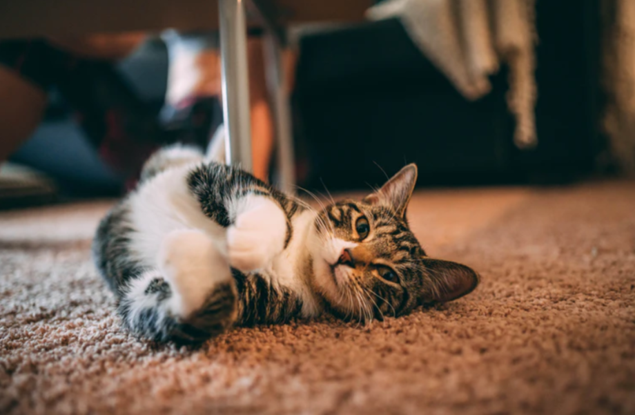 black and white cat lying on floor near chair photo